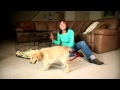 Puppy Coach 101 Dog Training App for iPhone, iPod touch Presented by Grazioso Pictures & Pixeldream Puppy Coach 101 Dog Training App for iPhone, iPod touch Presented by Grazioso Pictures & Pixeldream