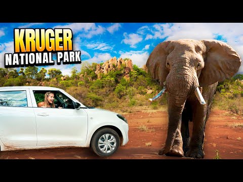 Video: Cinco de los mejores alojamientos de lujo dentro del Parque Nacional Kruger