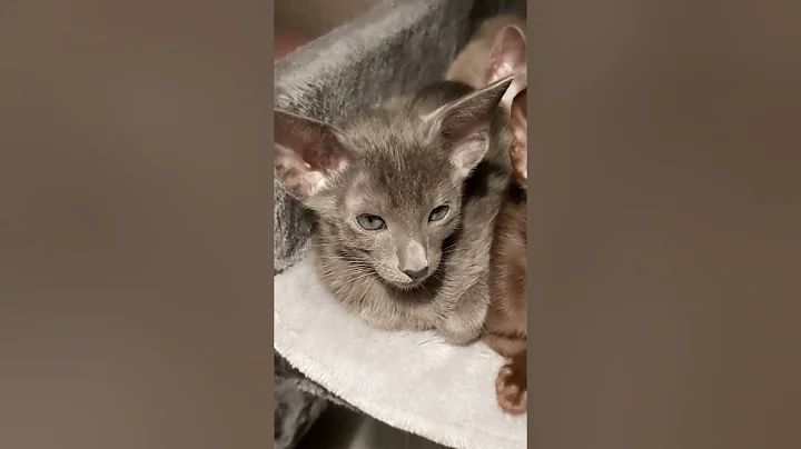 Watch the video about LITTLE ORIENTAL KITTENS 😸 #scarlettdepp #orientalkittens #josie #galina #emerald #dior #leonardo
