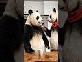 #panda #shortvideo #vairalvideo