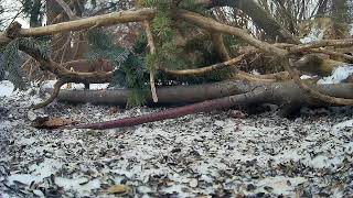 Ostdrossel ground cam #birds #wildlife  #Ostdrossel