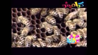 عالم دانا 1| قناة كراميش الفضائية Karameesh Tv