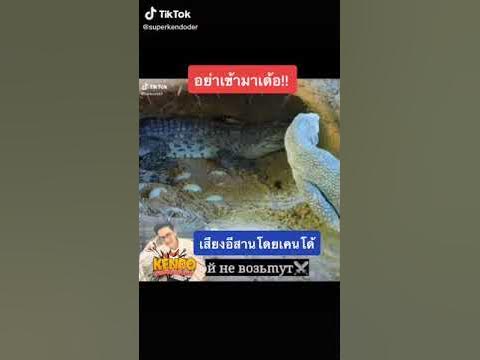 จระเข้และตัวเฮี้ย - YouTube