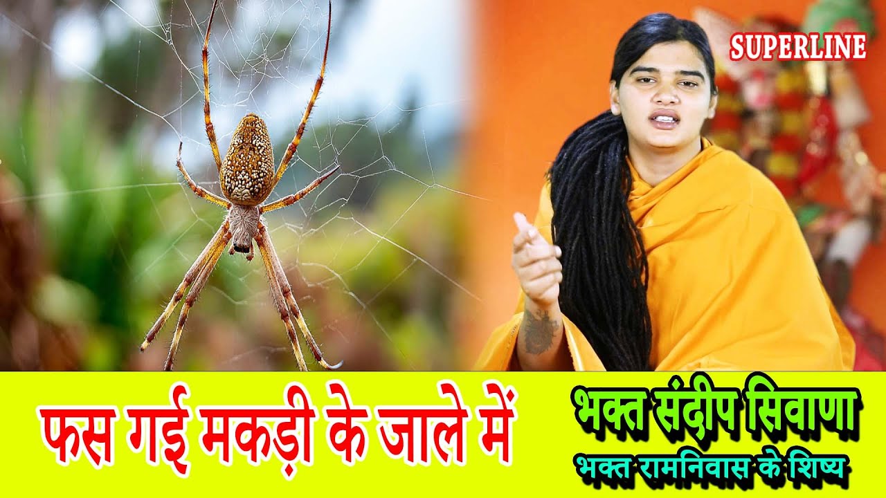 FAS GYI MAKDI KE JAALE MEIN || फस गई मकड़ी के जाले में  || SANDEEP SIWANA