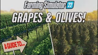 FS22 | A GUIDE TO… GRAPES & OLIVES! | Farming Simulator 22 | INFO SHARING PS5.