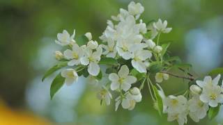 八重桜・菊咲桜・段咲桜 日本花の会 Yae Sakura Kikusaki Sakura Danzaki Sakura ・ Japanese Flower Association