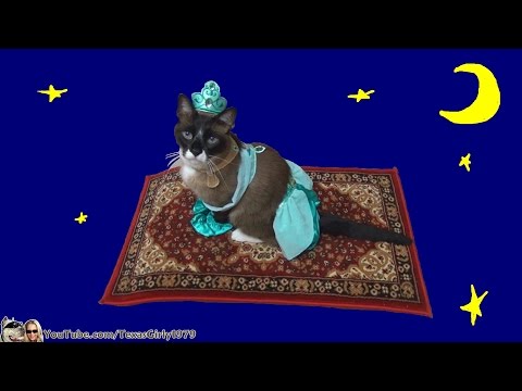 Video Cat in Princess Jasmine Costume Rides Magical Flying Carpet - ABC News