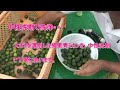 花粉症予防効果のある「粉末青ミカン」　みかん農家の自家製漢方薬・大量生産用マニュアル動画