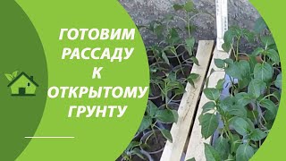 Когда высаживать в открытый грунт??? Подготовка и ЗАКАЛИВАНИЕ РАССАДЫ перцев, томатов, цветов