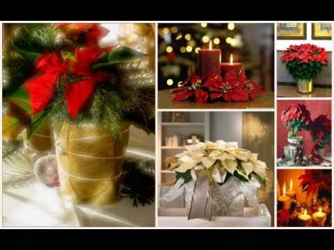 Video: Kev Ua Poinsettias Tawm Ntawm Daim Ntawv: Yuav Ua Li Cas Christmas Ntawv Paj