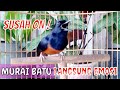 Murai Batu Susah On Langsung Emosi Dan Ngamuk Bongkar Isian Mendengar Pancingan Murai Ini Mp3 - Mp4 Download