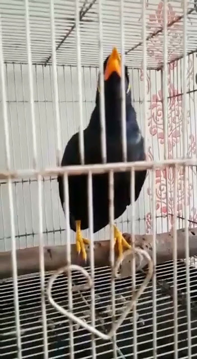 burung beo pintar ucap ALLAHU AKBAR#tiktok #shorts