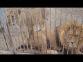 ❤️Лев Симба порычал и пришёл пообщаться. #animals #lions