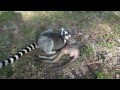 Ringtail Lemur and Kangaroo Joey Bathe Each Other