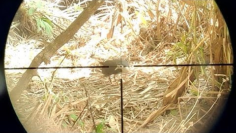 Yos hav zoov tua qaib deg muaj coob heev