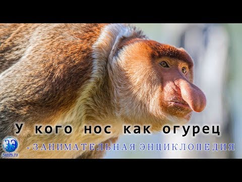 Видео: Кахау - это птица?