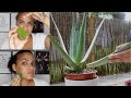 HOW TO USE ALOE VERA TO CLEAR ACNE & DARK SPOTS