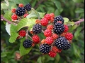 Propagating Blackberries ~ Rooting Cuttings