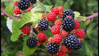 How to Propagate Blackberries Easily (Part 1)