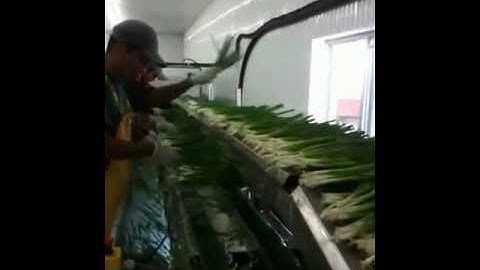 Spring onions processing