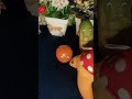 Tomat Timun dan Boneka Kura-Kura #shorts
