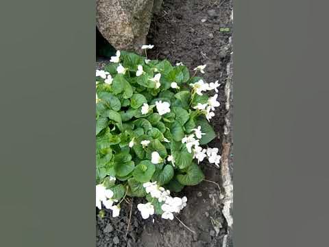 Фиалка садовая,посадка,уход,размножение - YouTube