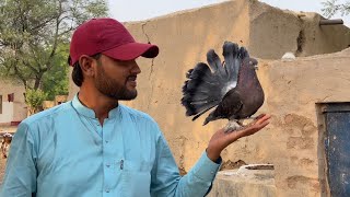 Fancy Lucky Pigeons Bhi A Gaye