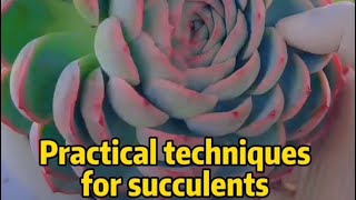 How to pot succulents | Useful skills for you succulent 다육식물 succulentas 多肉植物 @Succulentstore