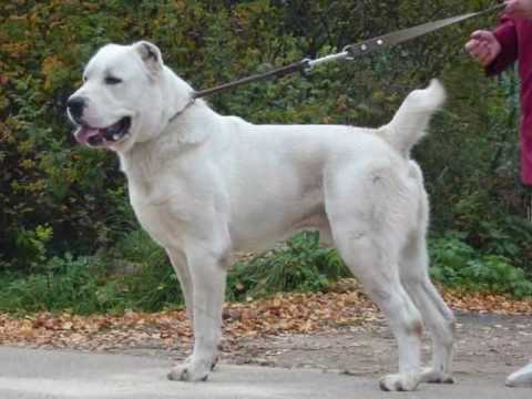 An Warrior Real Turkish Sivas Kangal The One And Only Strongest Dog In The World Youtube