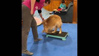 Teach a Rear Foot Target for Dog Sports! | Vaughn