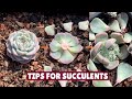 Useful tips for succulents you must know   succulent garden    suculentas