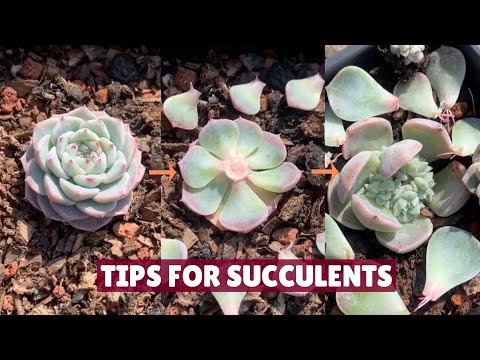 Useful Tips For Succulents You Must Know ? | Succulent Garden|多肉植物 | 다육이들 | Suculentas