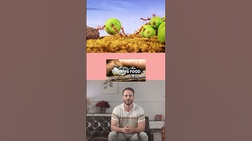 The Secret Language of Ants: Pheromone Trails Explained