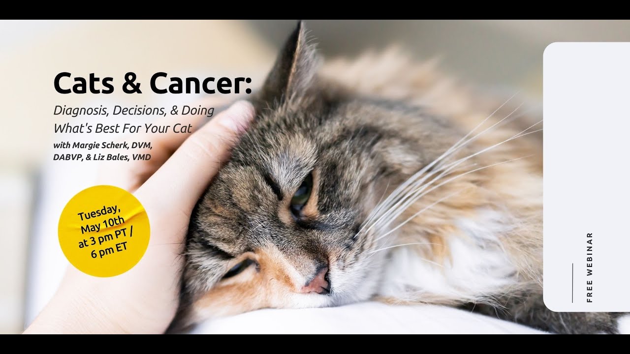 cat laser toy automatic Automatic Cat Laser Toys, Interactive Laser Cat Toys for Indoor Cats/K –  Whiskers & Paws main image 1
