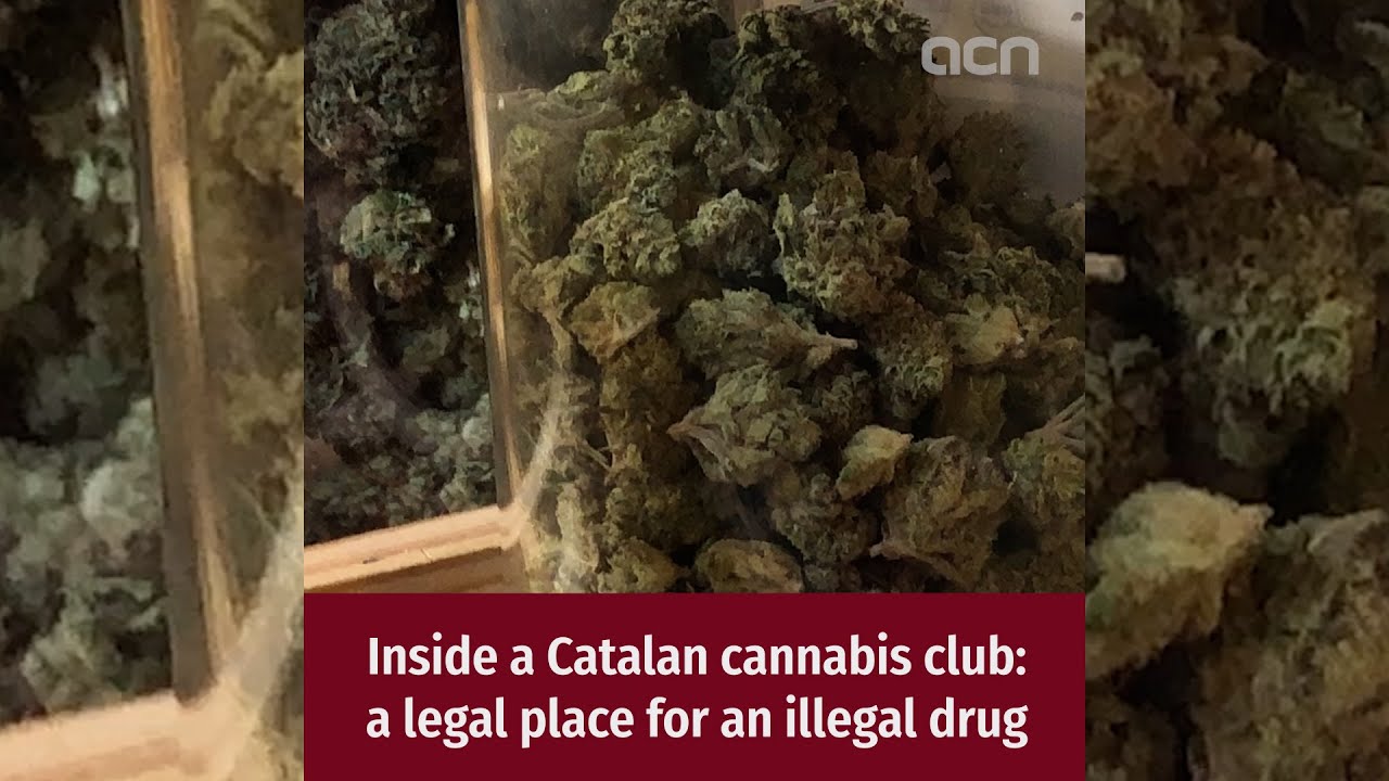 Inside a Catalan cannabis club: a legal place for an illegal drug