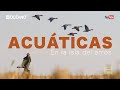 Acuáticas en la isla del arroz, Documental