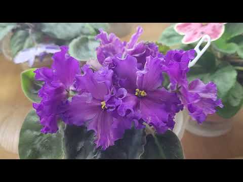 Готуюсь до наступних виставках 10 12 вересня та 16 19 вересня 2025 у Києві