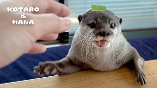 ボロボロになったカワウソの愛用品がピカピカに大変身！　Otters Thrilled with Shiny New Upgrade to Travel Gear