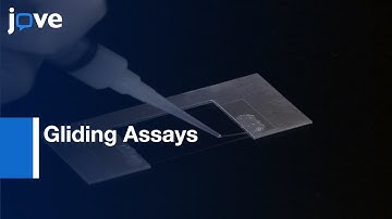 Flexural Rigidity Measurements Of Biopolymers Using Gliding Assays l Protocol Preview