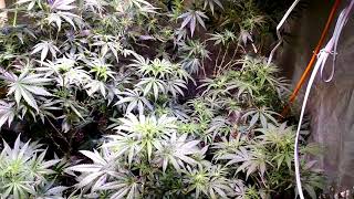 Optic 4 LED Grow Light week 3
