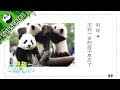 《熊猫那些事儿3》— Ep13：听说，不到一岁的孩子早恋 20170524 | iPanda