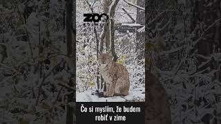 Čo Robia Rysy, Keď Sneží?