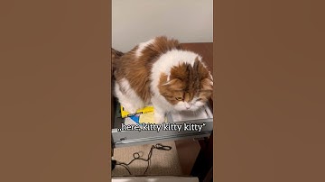 Is this cat owner risk worth..? l Emily the Scottish Fold #cat #funny #shortsvideo #youtubeshorts