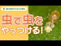 農研機構 東北研 市民講座 第37回「農薬の代わりに天敵の昆虫を使って、作物につく害虫をやっつける話」