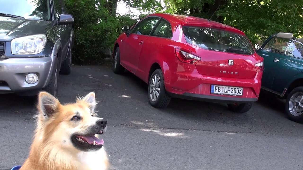 Lachende Hunde Funny Dogs Smiling Dogg Video Prank YouTube