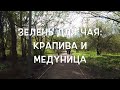 Зелень для чая: крапива и медуница