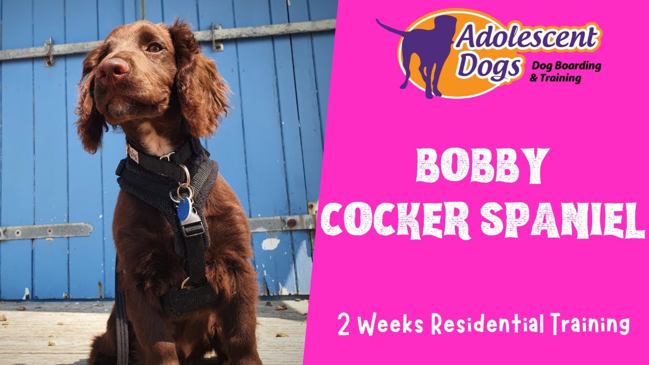 cocker spaniel leash training