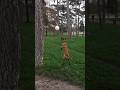 Luppa la malinoise youtubeshorts dog doglover malinoislovers