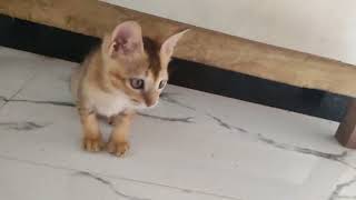 the kitten's day... How playful it is....!! so funny and cute !
