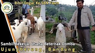 Download Lagu BEKERJA SAMBIL USAHA TERNAK DOMBA DI SBN FARM UJUNGBERUNG BANDUNG MP3 Download Lagu BEKERJA SAMBIL USAHA TERNAK DOMBA DI SBN FARM UJUNGBERUNG BANDUNG MP3